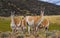 Group guanaco in the national park Torres del Paine. Chile.