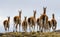 Group guanaco in the national park Torres del Paine. Chile.