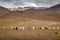 Group of Guanacos and llamas in the wild of Atacama Desert, Andes altiplano