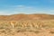 Group of Guanacos at Patagonia Landscape, Argentina