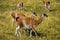 A group of Guanacos in Torres del Paine, Patagonia