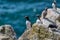 Group of guillemots, the famous Nordic bird, image captured in a Ireland island