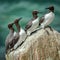 Group of guillemots, the famous Nordic bird, image captured in a Ireland island