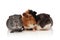 Group of guinea pigs with fur in different colors