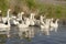 The group of guinea white gooses floats.