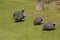 Group of Guineafowl or Guineahen in farm