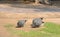 Group of Guineafowl or Guineahen in farm