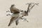 Group of gulls in fast flight