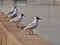 A group of gulls sitting on the parapet and looking on the river