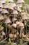 A group of hallucinogenic mushrooms