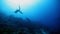 Group of hammerhead shark swims underwater near seabed of ocean.