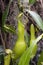 Group of hanging pods of a pitcher plant