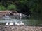 Group of happy cute fat white ducks on peaceful riverbank