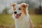 Group of happy dogs border collies on the grass in summer