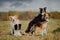 Group of happy dogs border collies on the grass in summer