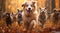 Group of happy dogs running against an autumn forest at sunset background.