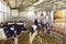 Group of happy farm workers standing in barn on livestock farm with healthy calves in foreground