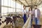 Group of happy farm workers standing near cage with calves in barn on livestock farm