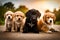 Group of happy golden puppies sitting on sidewalk