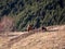 A group of happy horses