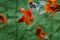 Group of happy looking gold fish and red cap fish in aquarium