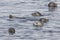 Group of Harbor seal peeking out of the water off the coast of t