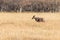 group of Hartebeests in the savanna of Moremi game reserve in Africa in Botswana