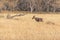 group of Hartebeests in the savanna of Moremi game reserve in Africa in Botswana