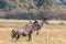 group of Hartebeests in the savanna of Moremi game reserve in Africa in Botswana