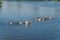 Group of healthy geese swimming happily in blue water