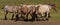 Group of heavy brown belgian horses in a meadow