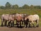 Group of heavy brown belgian horses in a meadow