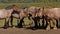 Group of heavy brown belgian horses in a meadow