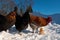 A group of the Hedemora breed from Sweden in snow, with a day old chicken