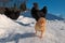 A group of the Hedemora breed from Sweden in snow, with a day old chicken