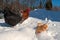 A group of the Hedemora breed from Sweden in snow, with a day old chicken