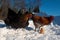 A group of the Hedemora breed from Sweden in snow, with a day old chicken