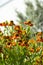 A group of Helenium in nature, multi-flowered aster flower garden. Helenium bloom buds of flowers, autumn garden flowers of orange