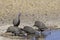 A group of Helmeted Guinea Fowl near water in South Africa