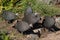 Group of Helmeted Guineafowl in Kirstenbosch National Botanical Garden