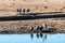 A group of helmeted guineafowl -Numida meleagris- drinking at a waterhole