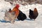 A group of hens of the breed Hedemora, out on days of snow and cold