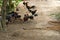 Group of hens ,chicken eating in nature