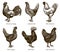 Group of hens and cocks of different chicken breeds