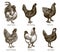 Group of hens and cocks of different chicken breeds