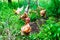 Group of hens free to move in the green nature