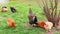 Group of hens and a rooster in the yard