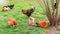 Group of hens and a rooster in the yard