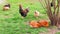 Group of hens and a rooster in the yard