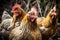 A group of hens and roosters looks at the camera. Generative AI